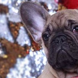French Bulldogs and Labrador Retrievers from Hurley Labradors and French Bulldogs