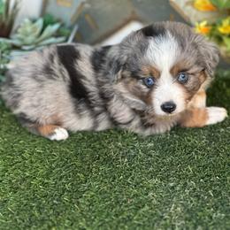 Saffire - Blue merle male Toy Australian Shepherd puppy in Granbury, Texas from Texas Miniature Aussies
