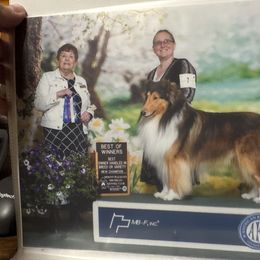 Steve - Collie
