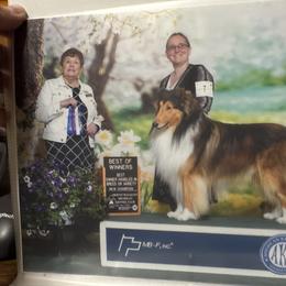 Steve - Collie