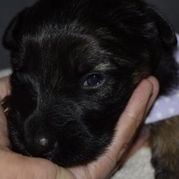 German Shepherd Puppies from Import German Shepherds of Kansas