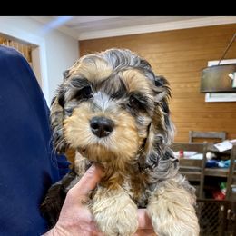 Aussiedoodle and Cockapoo Puppies from Dare to Doodle