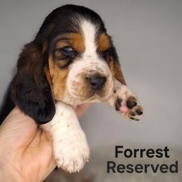 Forrest - Black brown and white male Basset Hound puppy in Mack's Creek, Missouri from Mack's Creek Basset Hounds