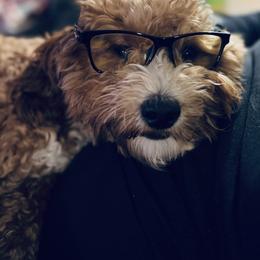 Goldendoodle Puppies from Graystone Doodles