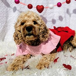 Maple - Cavapoo
