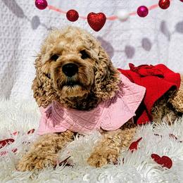 Maple - Cavapoo