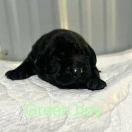 Green - Black male Labrador Retriever puppy in Monticello, Georgia from Hollow Meadows Retrievers