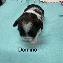Domino - Black and white male Shih Tzu puppy in Conway, Missouri from Hillside Loop Kennel LLC