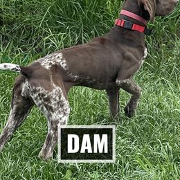 German Shorthaired Pointer Puppies from LyonHeart Kennels
