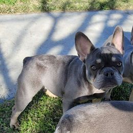 "Shimmer" - Tricolors French Bulldog puppy in Rialto, California from RPA