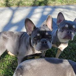 "Shimmer" - Tricolors French Bulldog puppy in Rialto, California from RPA