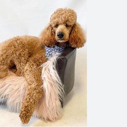 Double Doodles, Labradoodles, and Poodles from Cedar Hill Labradoodles