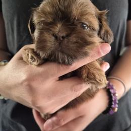 Millie - Red and tan female Shih Tzu puppy in Green Valley Lake, California from All American Shih Tzu Puppies