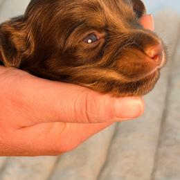 Hudson - Chocolate and tan male Dachshund puppy in Red Bluff, California from Down The Hill Potterdale