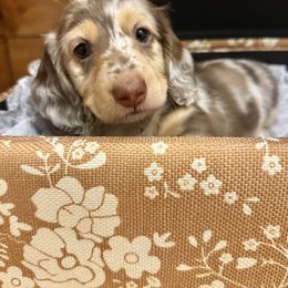 Maui - Dapple female Dachshund puppy in Call, Texas from Dachshund D’Amore
