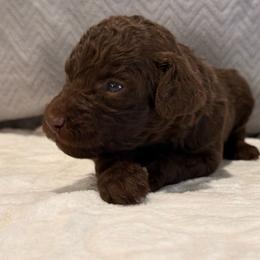 Maple - Brown female Poodle puppy in Cleveland, Texas from Jolley Poodles