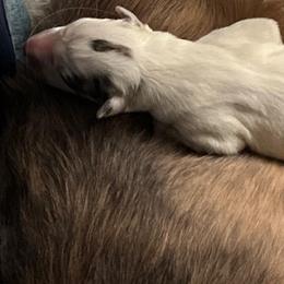 Boy 1 - White male Silken Windhound puppy in Corry, Pennsylvania from Amy Burkhart