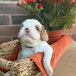 Beans- one year health guarantee:) - Blenheim male Cavapoo puppy in Brandenburg, Kentucky from Bluegrass River Newfoundlands