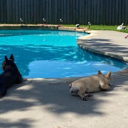 French Bulldog All Grown Up from Labour of Love French Bulldogs