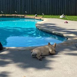 French Bulldog All Grown Up from Labour of Love French Bulldogs