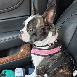 Valentina - Boston Terrier