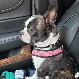 Valentina - Boston Terrier