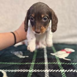 Sokka - Piebald male Dachshund puppy in Ceres, California from Rockin' M’s LilBitty Dachshunds (LBD)