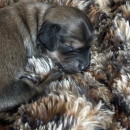 Pecorino - Cream male Dachshund puppy in Lincoln, California from ForeversEdge Doxies