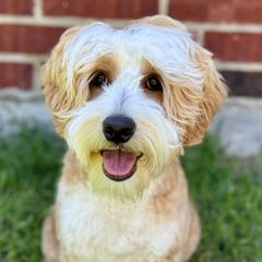 Pilot - Australian Labradoodle