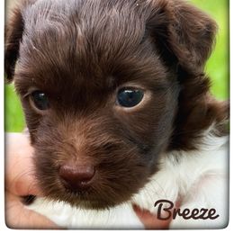 Breeze - Chocolate female Havanese puppy in Katy, Texas from Cloud 9 Havanese