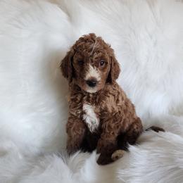 Light Blue - Apricot male Goldendoodle puppy in Cumming, Georgia from Chattahoochee Kennels