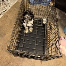Jasper - Miniature Schnauzer