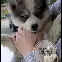 Runamok Fueling the Fire - Wolf sable female Pomsky puppy in St. Maries, Idaho from Runamok Farm
