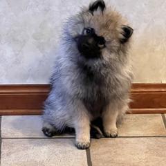 Keeshond Puppies from Peregrine Keeshond