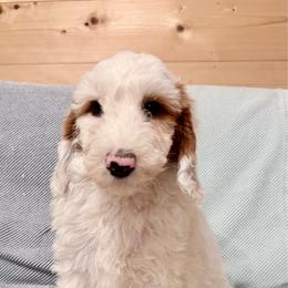 Puppy 1 - White male Irish Doodle puppy in Bloomfield, Iowa from Schooley Doodles