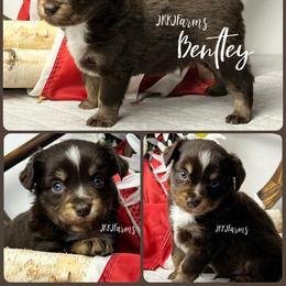 3 Bentley , RTM - Red tri-color male Miniature American Shepherd puppy in Huntington, Texas from JKKJ Farms, LLC