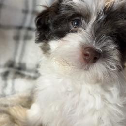 Holli - White female Havanese puppy in Starr, South Carolina from Home with Havanese
