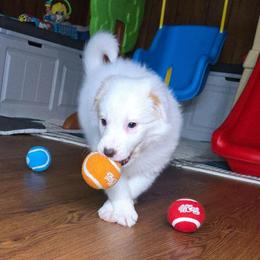 Frisky - White and gold female Border Collie puppy in Piedmont, South Carolina from Soaring Borders Border Collies