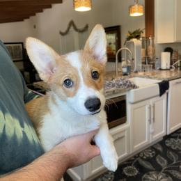 Pembroke Welsh Corgi Puppies from Corgipuppystore