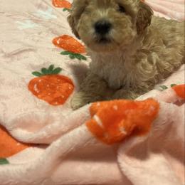 Ralph male poodle - Apricot male Yorkipoo puppy in Gastonia, North Carolina from Dynasty Kennel