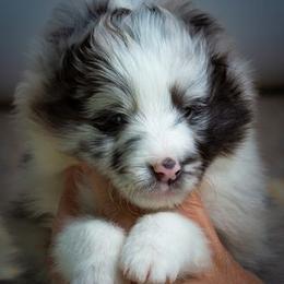 Shetland Sheepdog Puppies from Shirehill Shelties