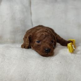 Boy 3 - male Poodle puppy in Westfield, North Carolina from Legacy Pets