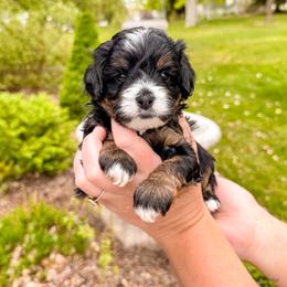 Poppy - Tri-color male Bernedoodle puppy in Ammon, Idaho from Little Stone Bernedoodles