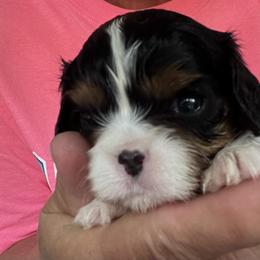Boy 2 - Tri-color male Cavalier King Charles Spaniel puppy in Morriston, Florida from Cutesy Cavaliers