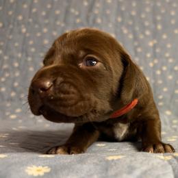 Teddy - Liver male German Shorthaired Pointer puppy in Edenton, North Carolina from Bockelman GSP’s