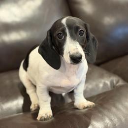 Willa - Dachshund