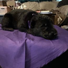 Boy 2 - Black male German Shepherd puppy in Londonderry, New Hampshire from Rusak Shepherds / Wiley Hill Shepherds