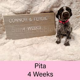 Pita (pink) - Liver roan female German Shorthaired Pointer puppy in Marshfield, Missouri from Suma Kennels
