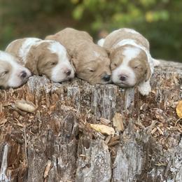 Cavapoo, Cockapoo, and Poodle Puppies from Heavenly puppies to love