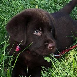 Labrador Retriever Puppies from Humehill Labrador Retrievers